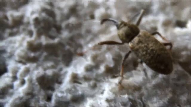 Curculionidae spp. - Charançon spp. - balanin, insectes ravageurs - 10/2014 смотреть онлайн
