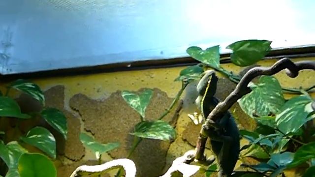 Calyptratus vs. Kohlweißling Part 2 смотреть онлайн