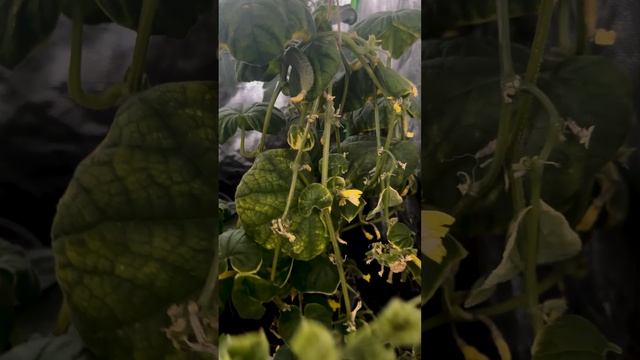 ВЫРАЩИВАНИЕ ОГУРЦОВ ЗИМОЙ смотреть онлайн