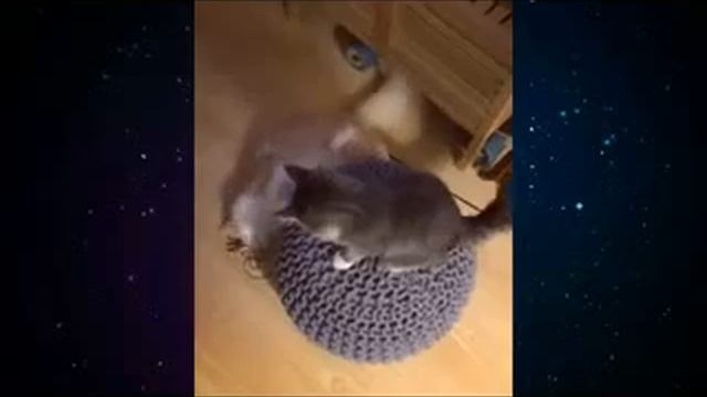 Приколы с котами и собаками! смотреть онлайн