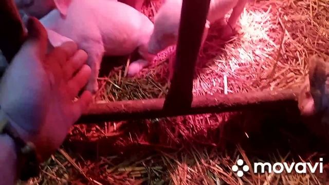 "9 тис. Бройлерів і я Мільйонер"!! ( Бідний думкою багатіє) не легка робота сільського господарства смотреть онлайн