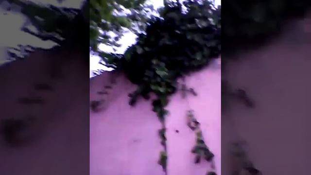 Я новый цезарь смотреть онлайн