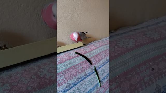 Galah Kakadu. Oyun alanımızı boşaltıyoruz смотреть онлайн