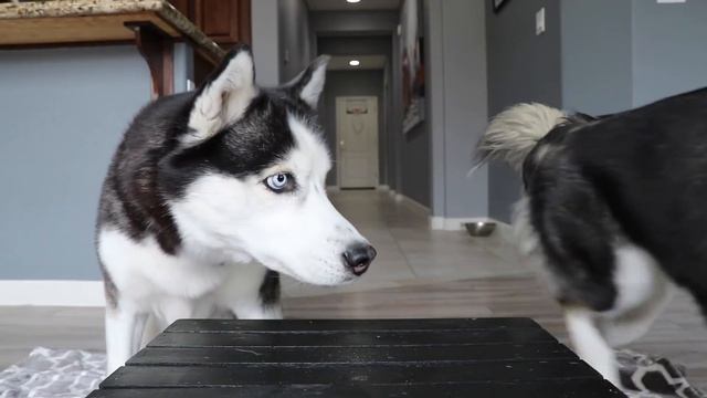 When there is only one cookie left... смотреть онлайн