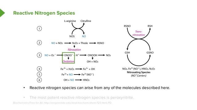 02.08 Reactive Nitrogen Species