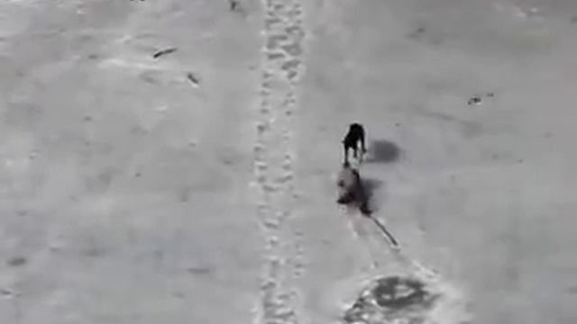 Смотреть всем! Как хозяин спасает своего собаку .. не забудьте поставить Лайк и подписываться смотреть онлайн