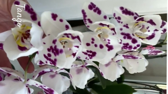 Детка фаленопсиса Tango на цветоносе наращивание корней и их  формирование для отделения Часть 1