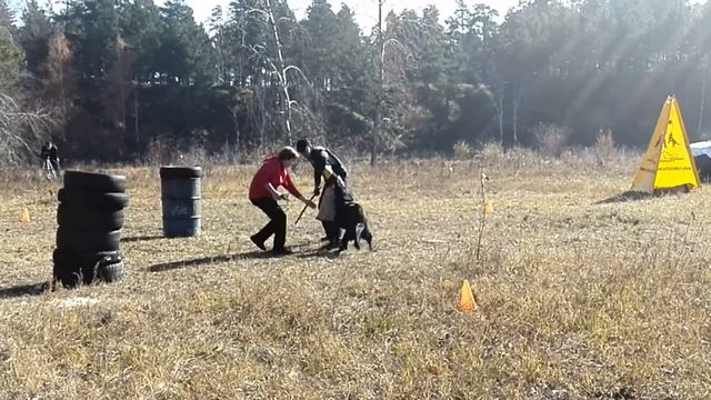 Осенние забавы фигуранта, 11.10.2015, Ангарск