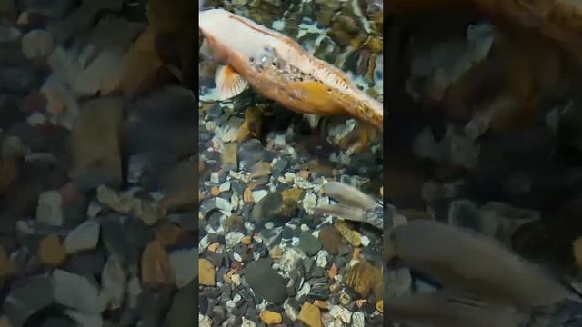 Японские карпы Коя. смотреть онлайн