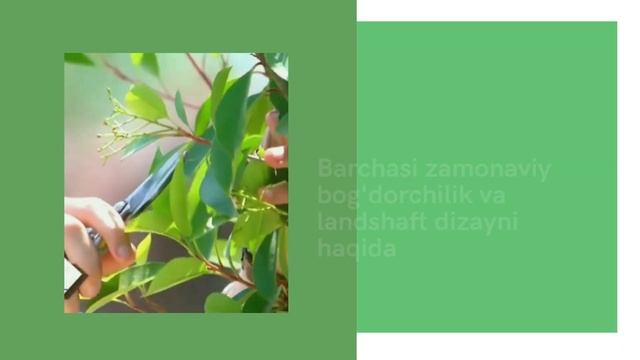 ISMOILBEK RUSTAMBEKOV - barchasi zamonaviy bog'dorchilik va landshaft dizayni haqida! смотреть онлайн