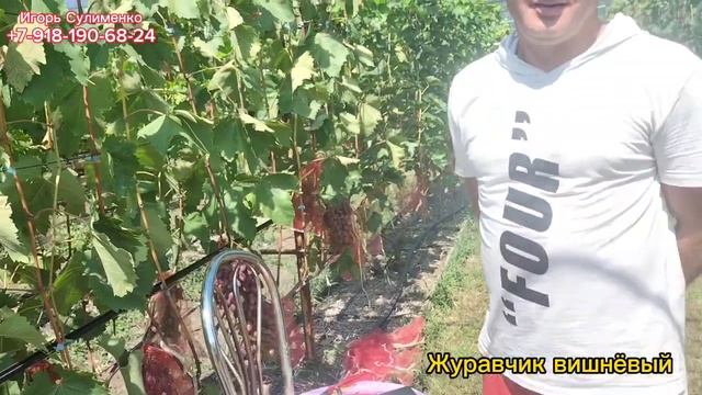 Журавчик вишнёвый, Казанова, Рэмбо. смотреть онлайн