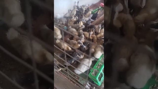 супер корм для утят смотреть онлайн