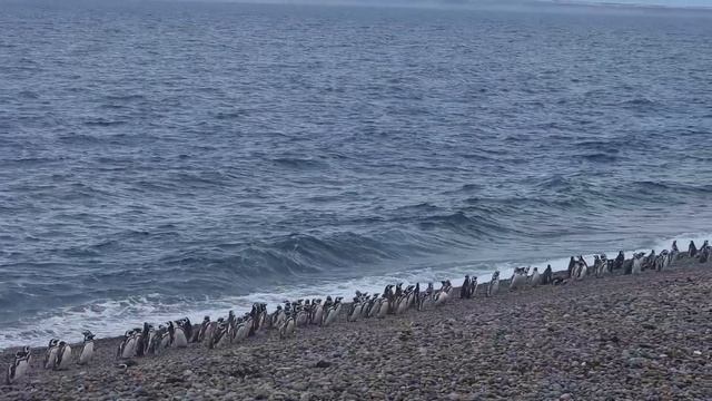 Пингвины, Пуэрто Мадрин _1 смотреть онлайн