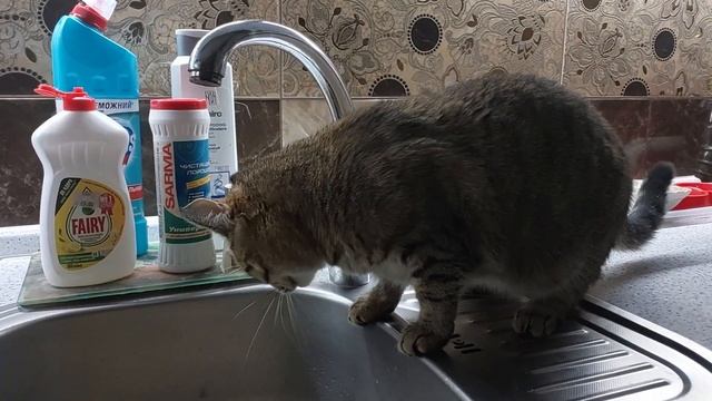 Самвел Адамян/ МасичОк🐈, просты мени! (пародия на Надюху) смотреть онлайн