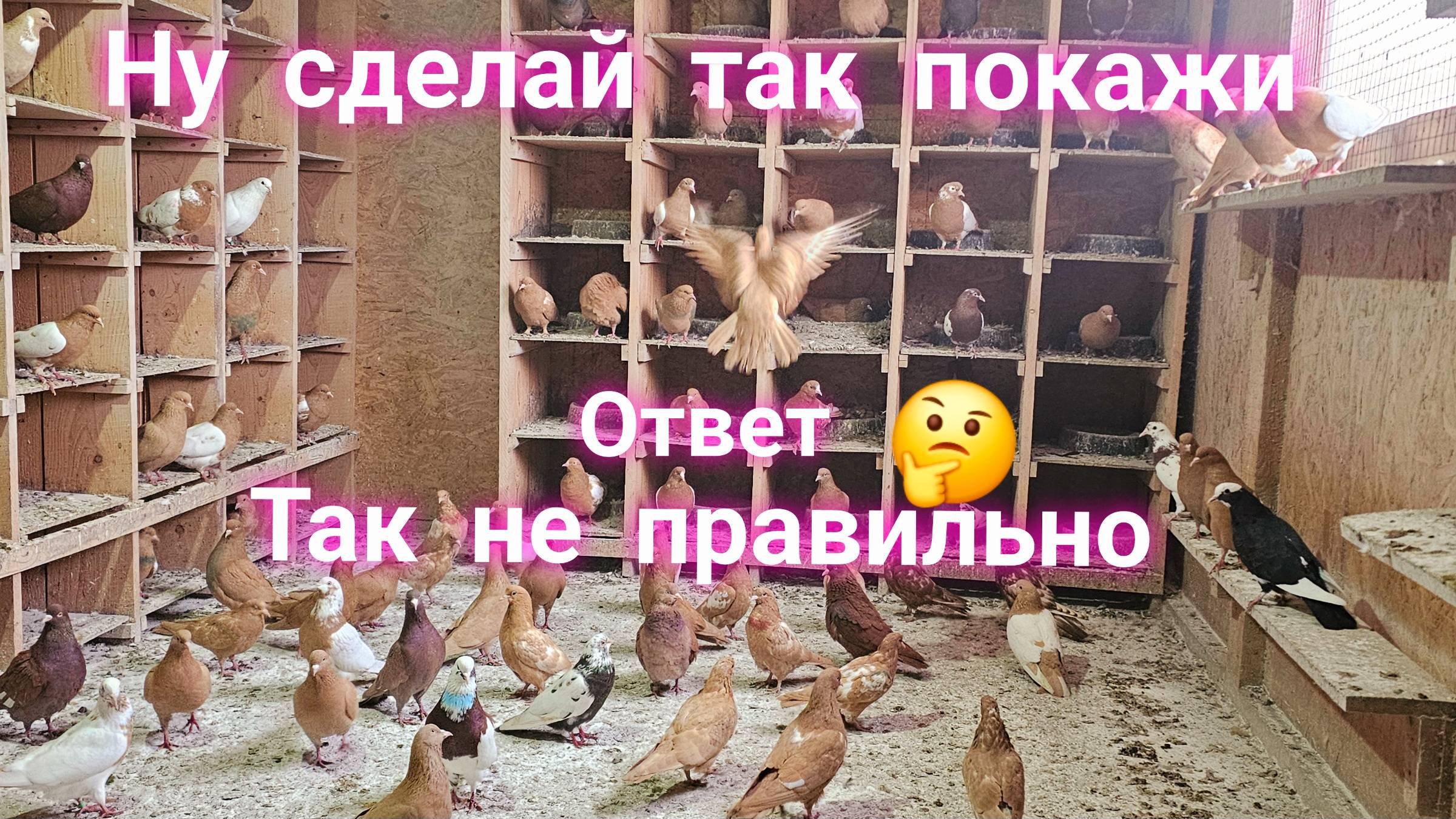 Зайди в голубятню и повтори смотреть онлайн