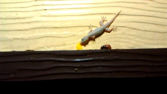 Кормёжка геккона