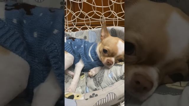 Ребенок обиделся... смотреть онлайн