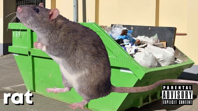 RAT - Rae (official Audio) Prod. Fantom XXX
