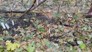 Феникс и Подарок Харькову, селекция Кашича В.П., не укрывные формы.