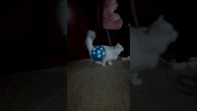 Кот беляш смотреть онлайн