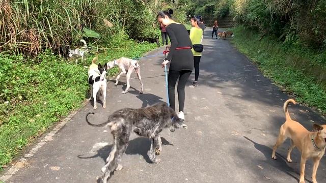 Adopt Mary’s Doggies - Atlanta & Atlantis first walk смотреть онлайн