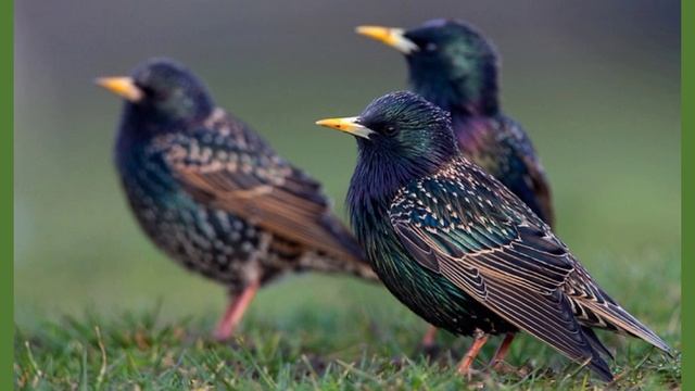 Аплікація# Шпаківня#старша група смотреть онлайн