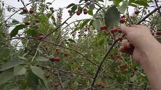 24 часа собираю вишню для компота(это очень сложно😣) смотреть онлайн