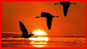 ОБЯЗАТЕЛЬНО ПОСЛУШАЙТЕ ЭТУ ПЕСНЮ! - ЖУРАВЛИ - ИСП. ИГОРЬ ГОРБУШИН, УЧАСТНИК ПЕРЕДАЧИ "ПРИВЕТ, АНДРЕЙ