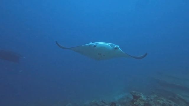 A manta ray playing in the bubbles from my scuba diving air regulator смотреть онлайн