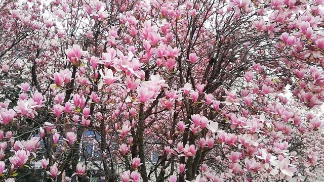 СРОЧНО ОБРАТИСЬ К ВРАЧУ!!! 5 признаков больного сердца смотреть онлайн