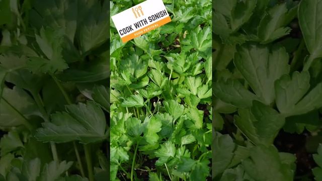 My Growing plant || coriander || Cook With Sonish смотреть онлайн