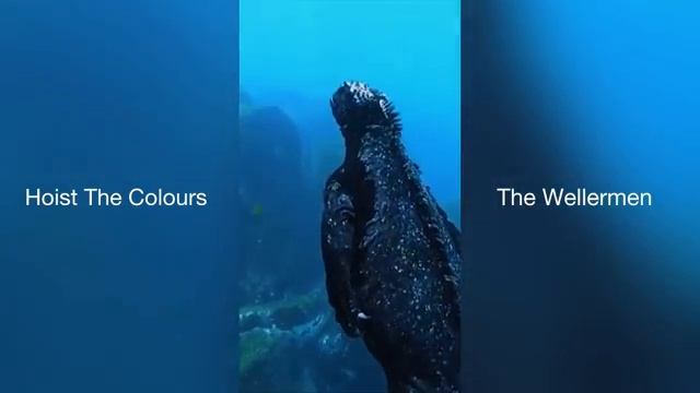 The Wellermen- Hoist The Colours Compilation