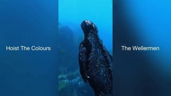 The Wellermen- Hoist The Colours Compilation