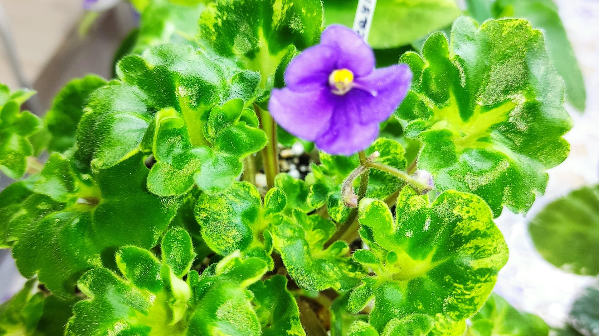 Фиалки у Алисы. смотреть онлайн