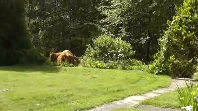 Scottish Highlanders смотреть онлайн