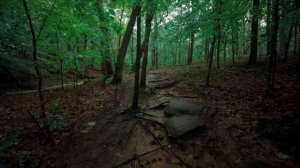 Прогулка по дождливому пышному лесу, прогулка в грозу, звуки природы для сна