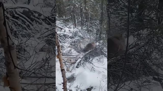 Пещера огромного медведя смотреть онлайн