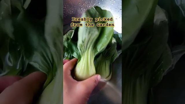 Fresh and Healthy Vegetable from the Garden #healthy #food #vegetables #shorts #viral #youtubeshort смотреть онлайн