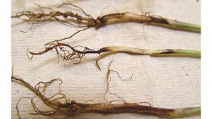 Дневник Агронома № 24 часть 2