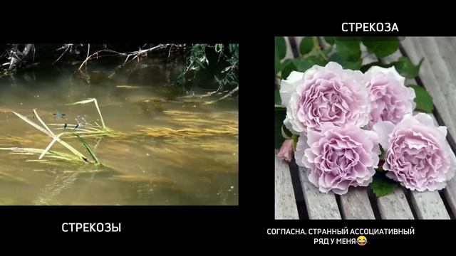 Распаковка. Розомания. Пионы Волгоград. Посадила пионы в кашпо. смотреть онлайн
