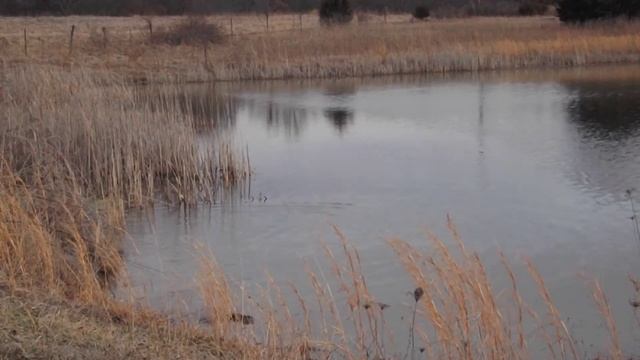 Shari shoots muskrat смотреть онлайн