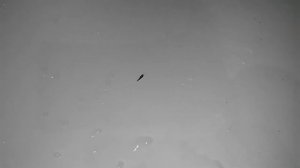 Сахарная чешуйница - серое насекомое появилось в ванной или туалете