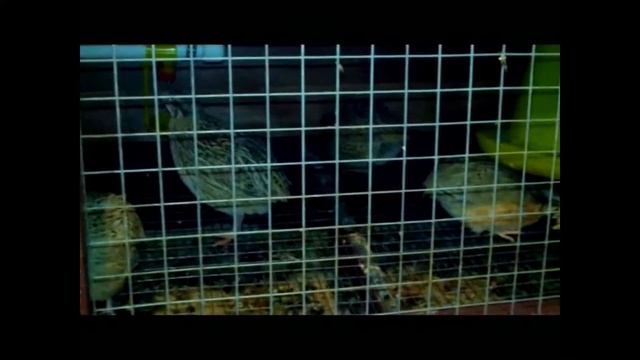 перепела из Германии часть 2 смотреть онлайн