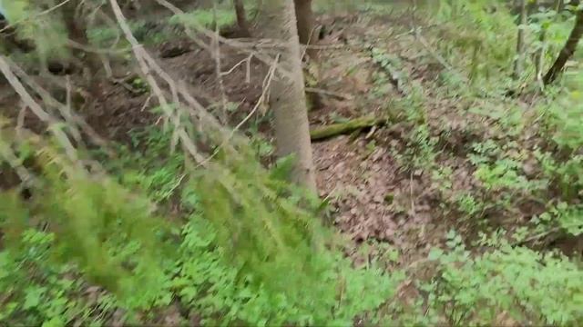 Грибы пошли!!! июль2024