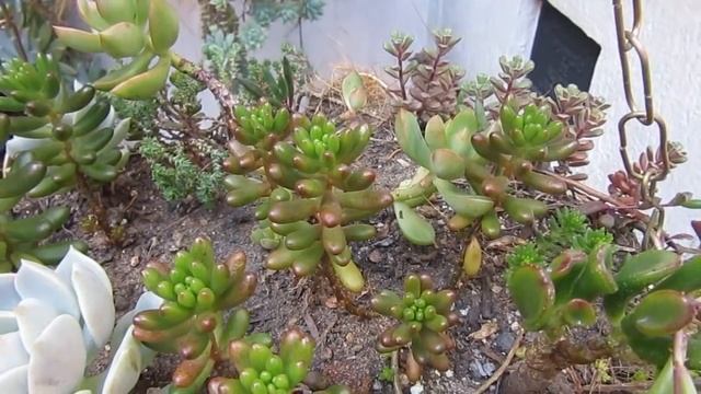 #Suculentadodia! | Sedum Rubrotinctum