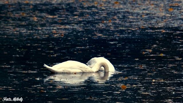 Прекрасные мелодии до слёз! Эту музыку можно слушать вечно! Красивая музыка Сергей Грищук смотреть онлайн
