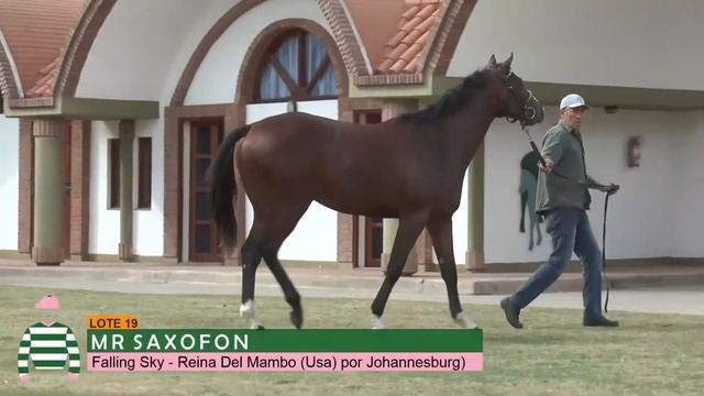 19 MR SAXOFON Falling Sky Reina Del Mambo por Johannesburg смотреть онлайн