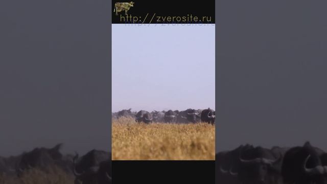 Стадо буйволов смотреть онлайн