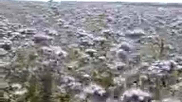 Фацелия смотреть онлайн