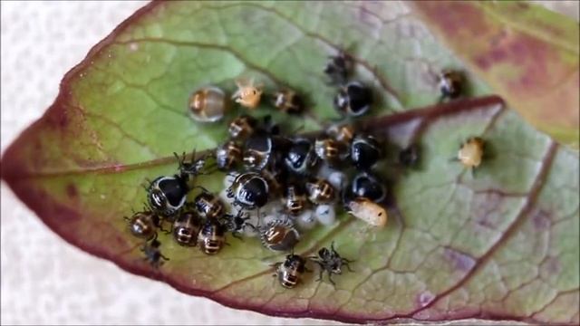 Halyomorpha Halys